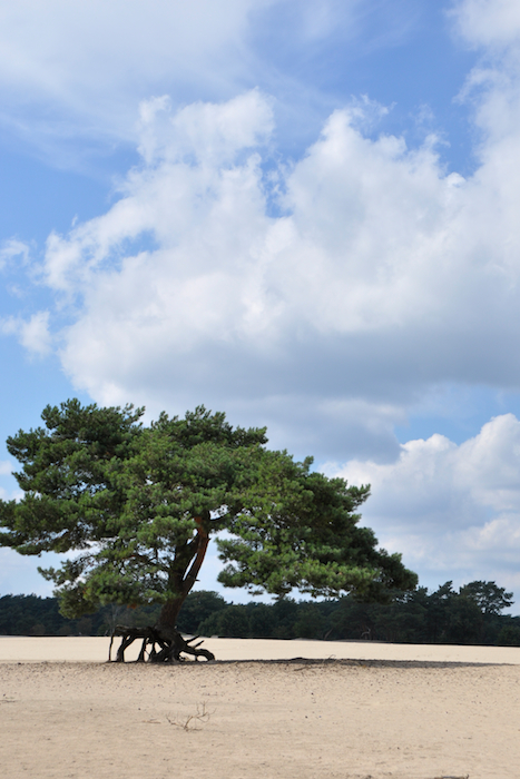 lange duinen