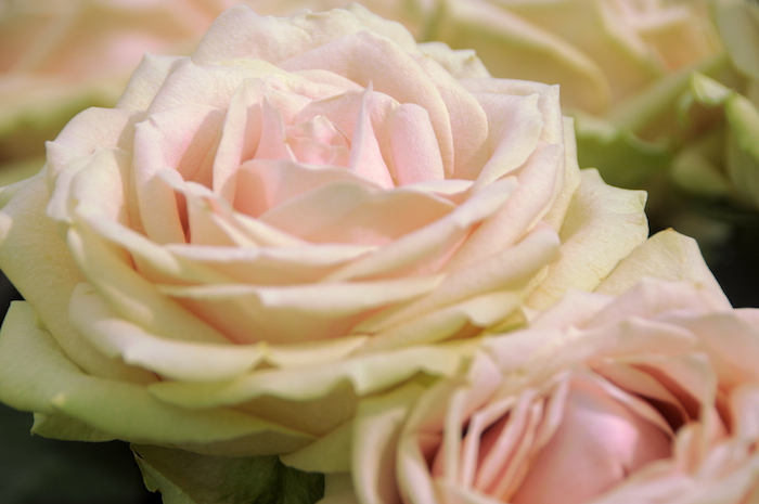 The winning rose